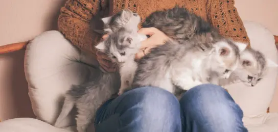 A professional pet sitter provides loving care, holding a lapful of adorable, fluffy kittens in a comfortable home.
